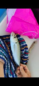 Atlantic Horse Mackerel