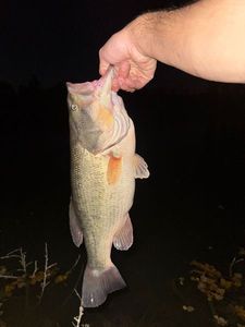 Largemouth Bass
