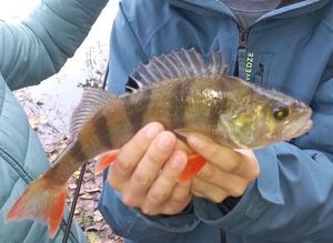 European Perch