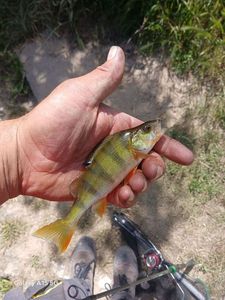 European Perch