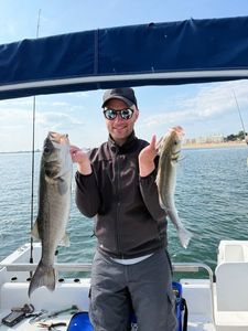 European Bass (Seabass)