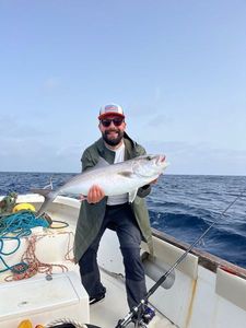 Greater Amberjack