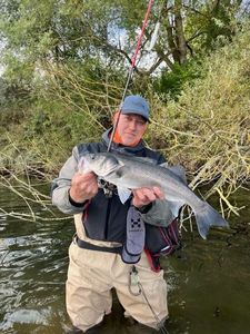 European Bass (Seabass)