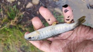 Brown Trout