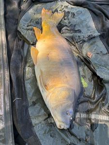 Mirror Carp
