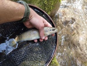 Brown Trout