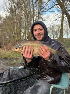 Common Bream