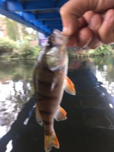 European Perch
