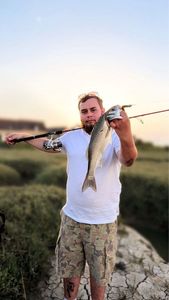 European Bass (Seabass)