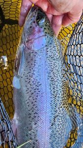 Rainbow Trout