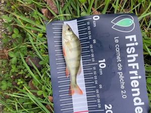 European Perch