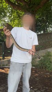 European Eel (Common Eel)
