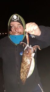 Common Cuttlefish