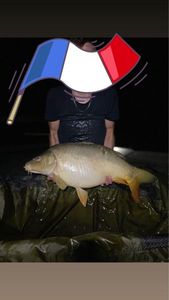 Mirror Carp