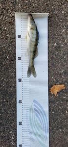 Zander