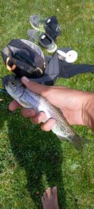 Rainbow Trout