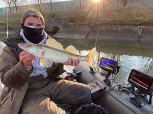 Zander