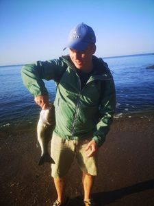 European Bass (Seabass)