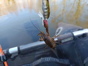 Noble Crayfish