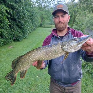 Northern Pike