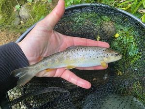 Brown Trout