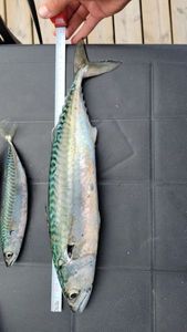 Mackerel