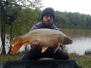 Common Carp