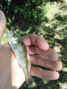 European Perch