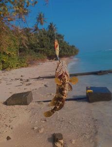 Honeycomb Grouper