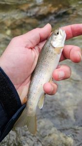Brown Trout