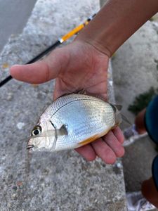 Annular Seabream