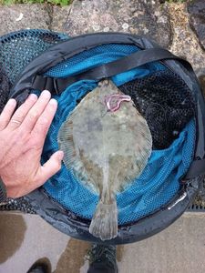 European Plaice