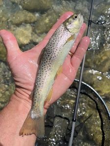 Brown Trout