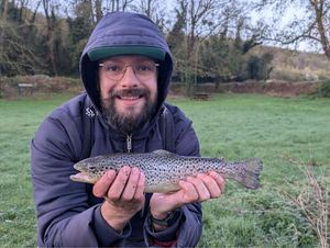 Brown Trout