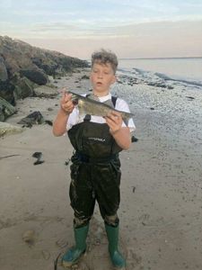 European Bass (Seabass)