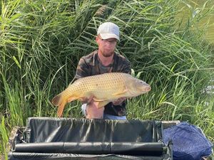 Common Carp