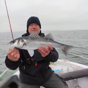European Bass (Seabass)