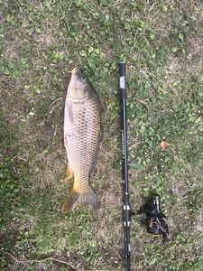 Common Carp