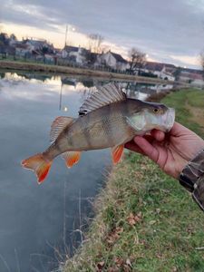 European Perch