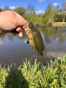 Smallmouth Bass