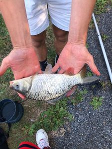 Common Carp