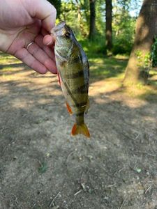 European Perch