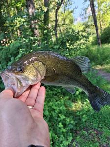 Largemouth Bass