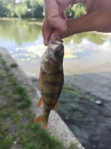 European Perch