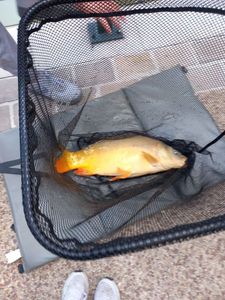 Mirror Carp