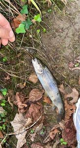Brown Trout