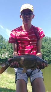 Mirror Carp