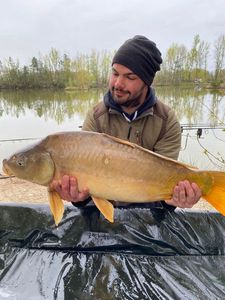 Mirror Carp