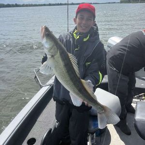 Zander