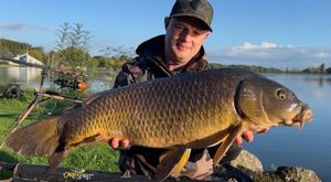 Common Carp